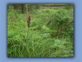 false fox-sedge.jpg